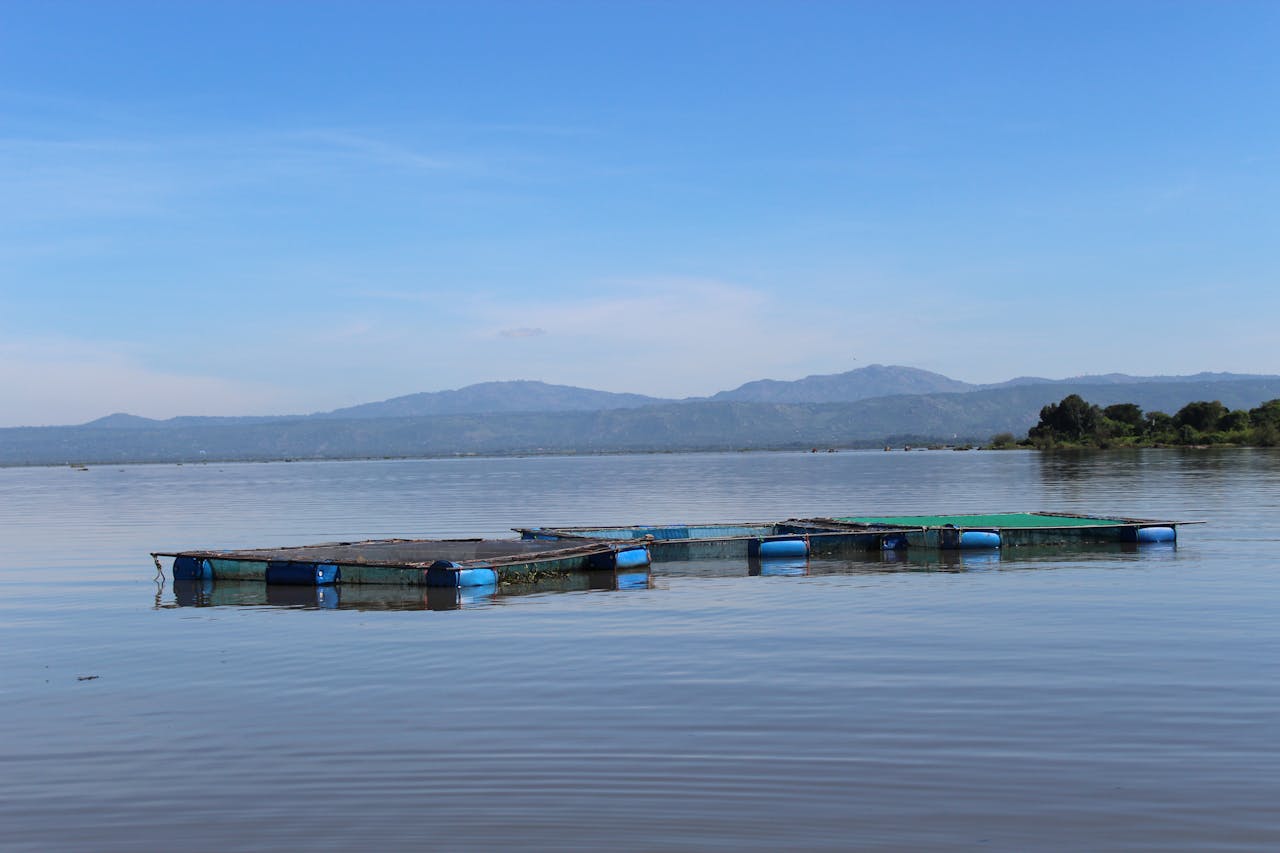 רדיו דיגיטלי +DAB